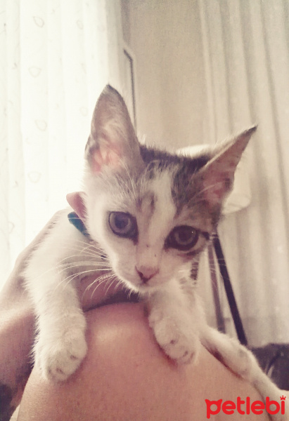 Tekir Kedi, Kedi  Cips fotoğrafı
