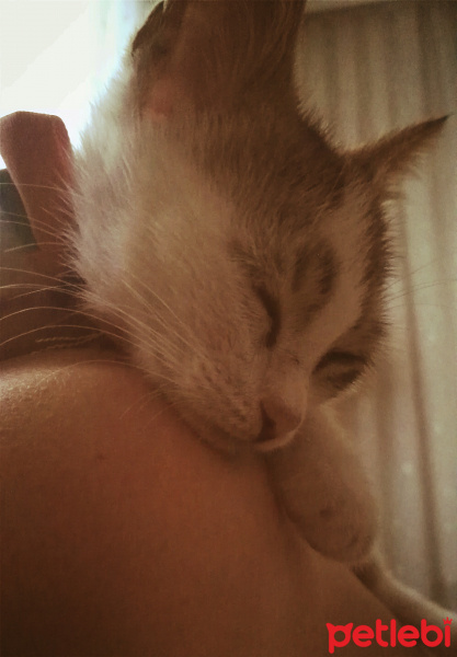 Tekir Kedi, Kedi  Cips fotoğrafı