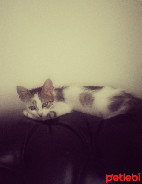 Tekir Kedi, Kedi  Cips fotoğrafı