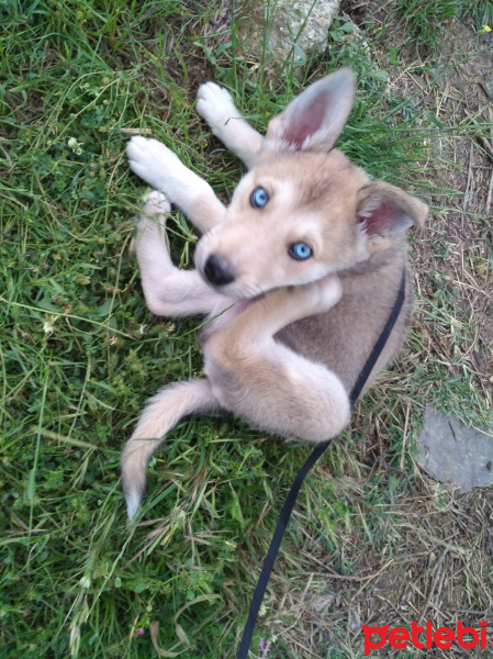 Sibirya Kurdu (Husky), Köpek  Misket fotoğrafı