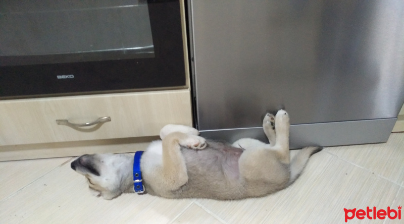 Sibirya Kurdu (Husky), Köpek  Misket fotoğrafı