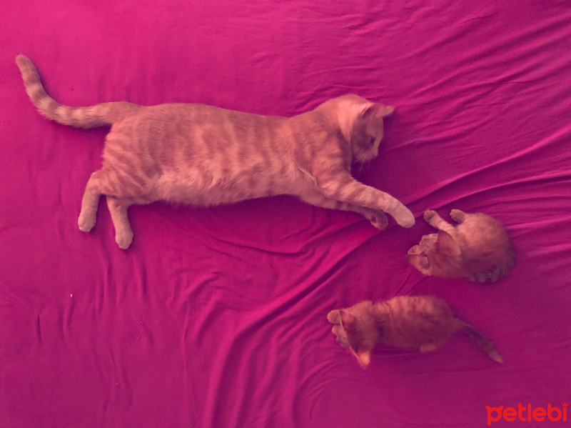 Brazilian Shorthair, Kedi  Latte fotoğrafı