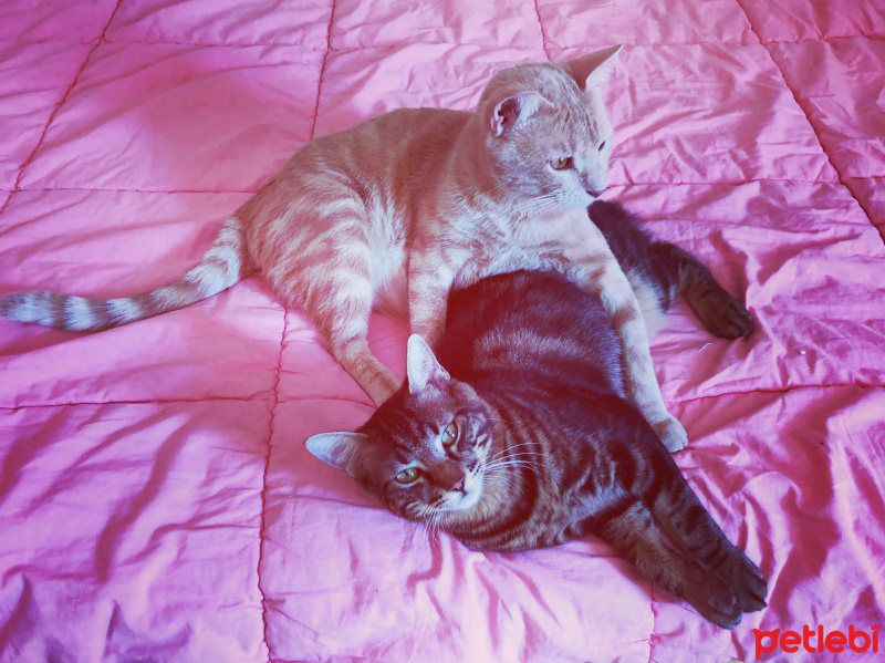 Brazilian Shorthair, Kedi  Latte fotoğrafı