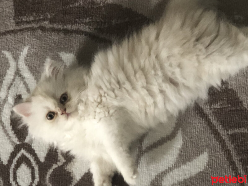 Chinchilla, Kedi  Cimbom fotoğrafı