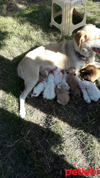 Sokö (Sokak Köpeği), Köpek  Boncuk fotoğrafı