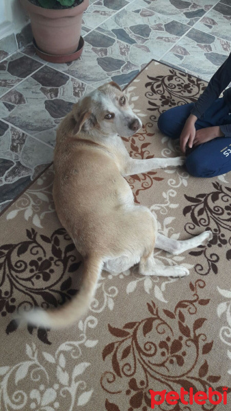 Sokö (Sokak Köpeği), Köpek  Boncuk fotoğrafı