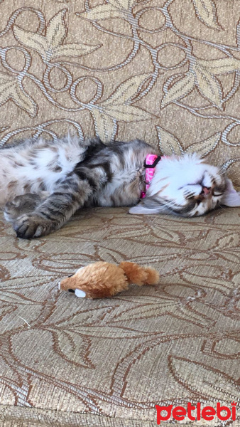 Tekir Kedi, Kedi  Maya fotoğrafı