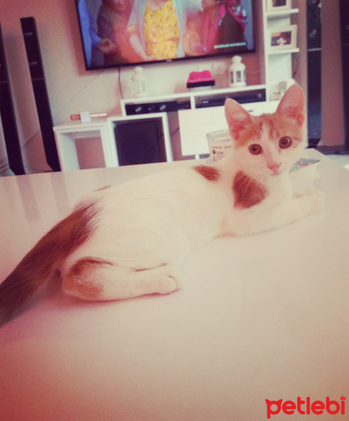 Tekir Kedi, Kedi  Teddy fotoğrafı