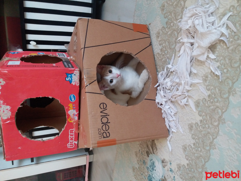 Tekir Kedi, Kedi  Teddy fotoğrafı