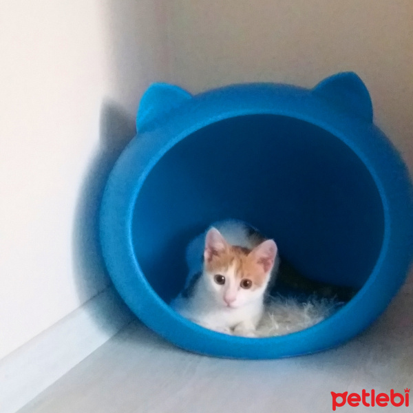 Tekir Kedi, Kedi  Teddy fotoğrafı