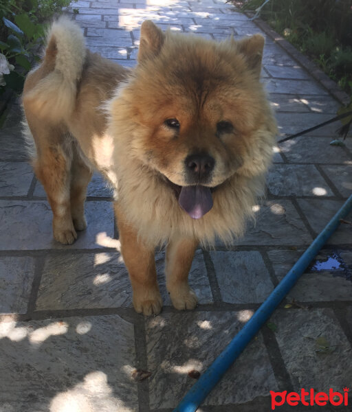 Chow Chow (çin Aslanı), Köpek  Bongo fotoğrafı