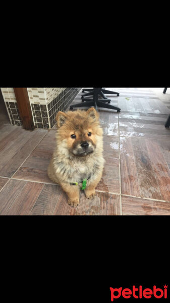 Chow Chow (çin Aslanı), Köpek  Bongo fotoğrafı