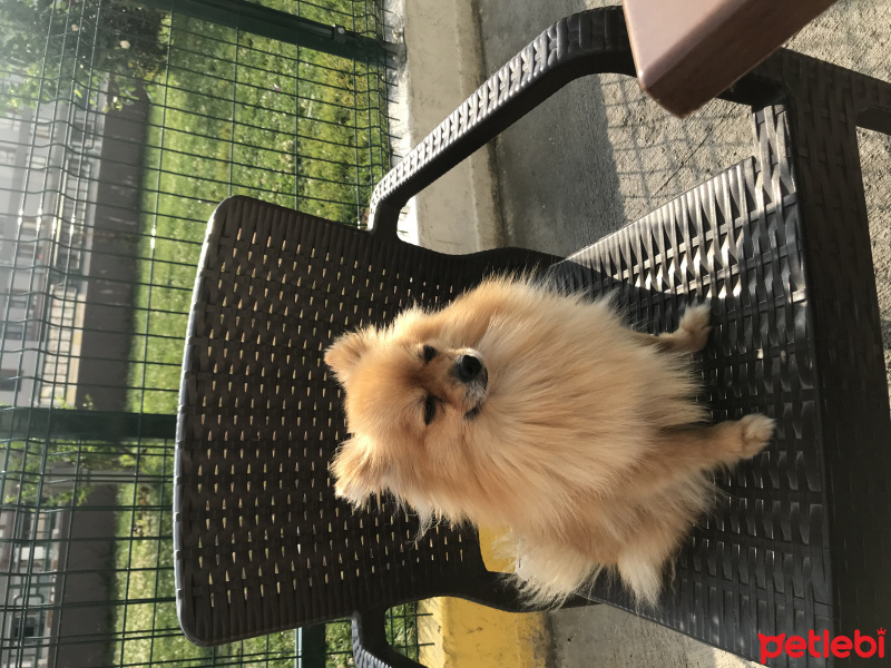 Pomeranyalı, Köpek  Mia fotoğrafı