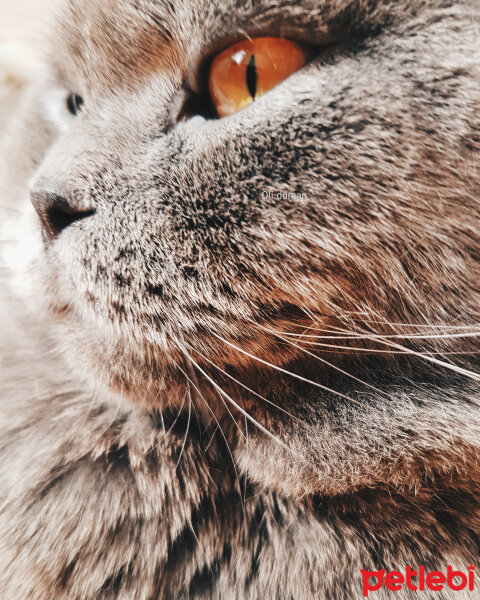 Scottish Fold, Kedi  Duman fotoğrafı