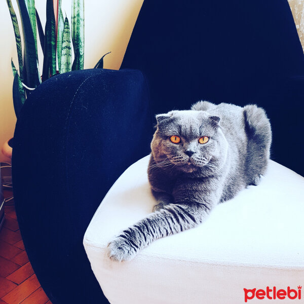 Scottish Fold, Kedi  Duman fotoğrafı