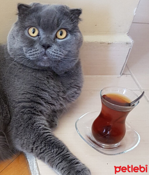 Scottish Fold, Kedi  Duman fotoğrafı