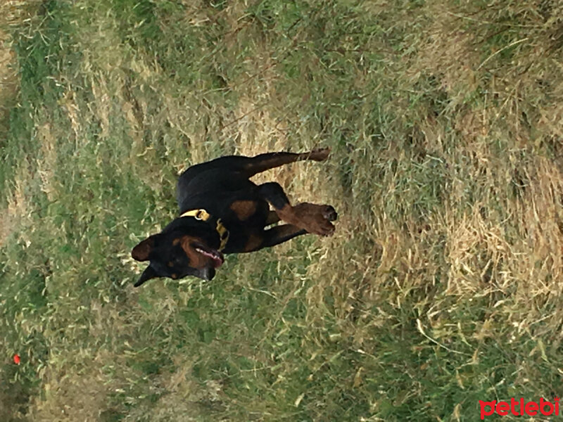 Doberman Pinscher, Köpek  Ares fotoğrafı