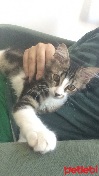 Tekir Kedi, Kedi  Bihter fotoğrafı