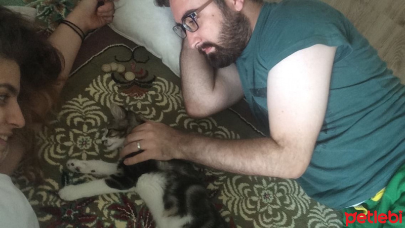 Tekir Kedi, Kedi  Bihter fotoğrafı