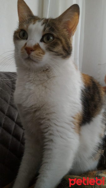 Tekir Kedi, Kedi  Calyy fotoğrafı