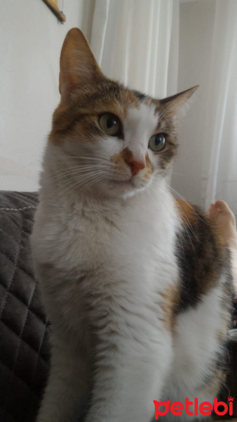 Tekir Kedi, Kedi  Calyy fotoğrafı
