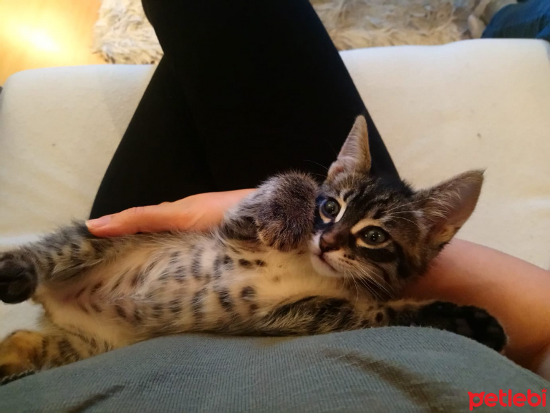 Tekir Kedi, Kedi  Darwin fotoğrafı