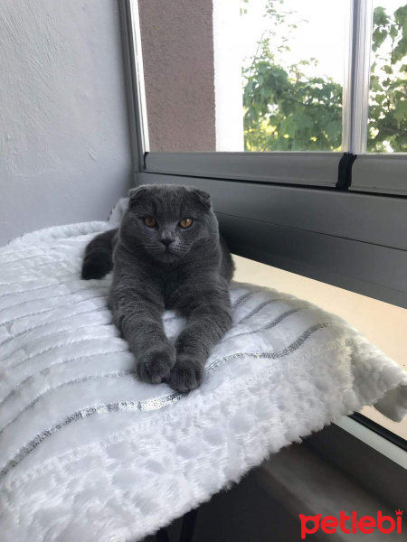 Scottish Fold, Kedi  Müdür fotoğrafı