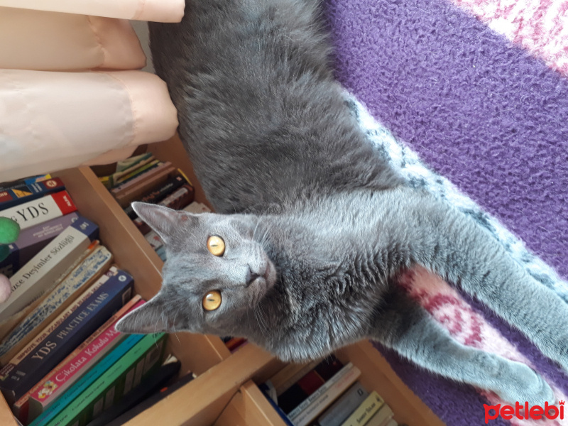 British Shorthair, Kedi  Azman fotoğrafı