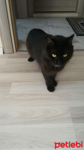 Chinchilla, Kedi  Zeytin fotoğrafı