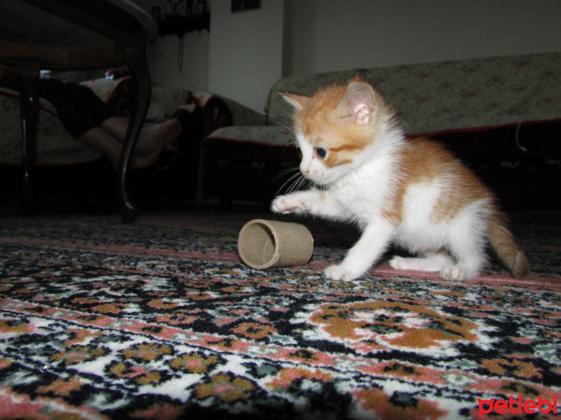 Tekir Kedi, Kedi  Uğur fotoğrafı