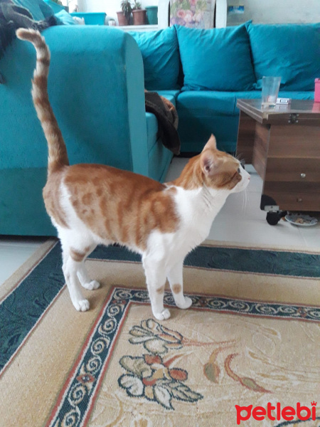 Tekir Kedi, Kedi  Uğur fotoğrafı