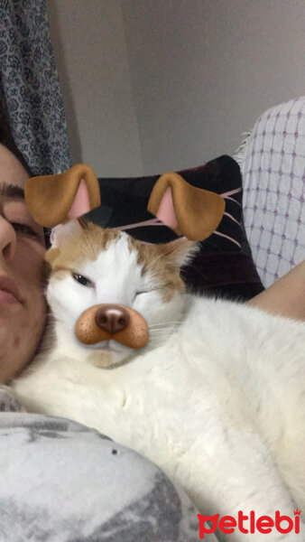 Tekir Kedi, Kedi  PATİ fotoğrafı