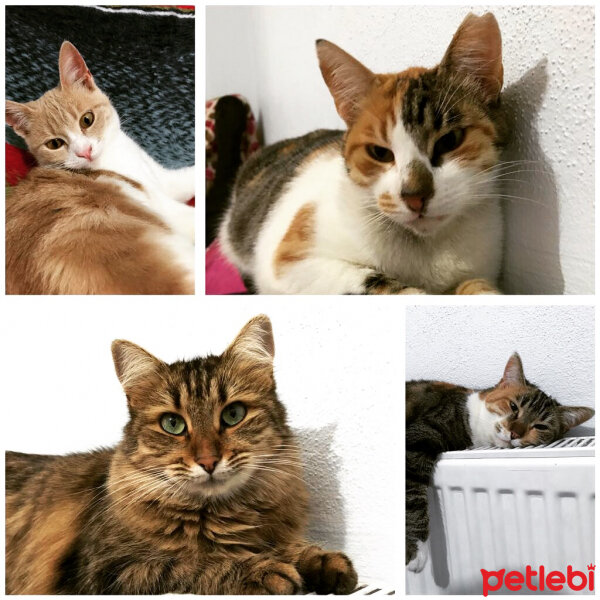 Tekir Kedi, Kedi  PATİ fotoğrafı