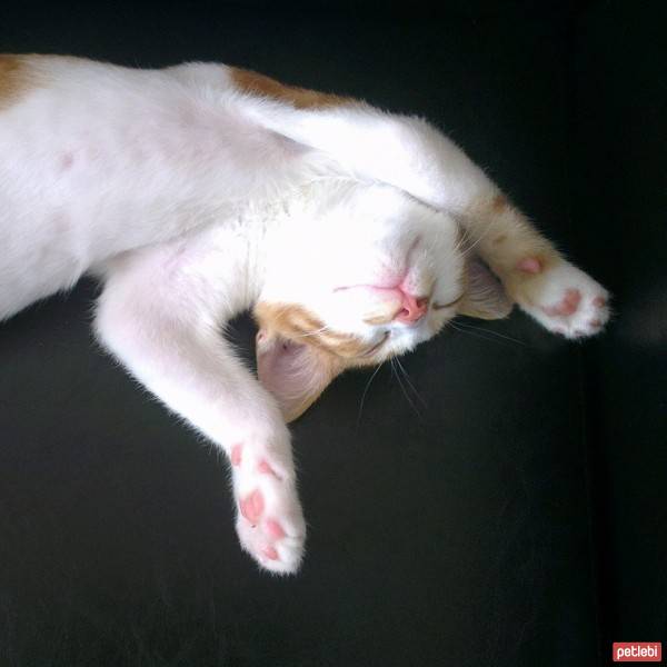 Brazilian Shorthair, Kedi  misket fotoğrafı