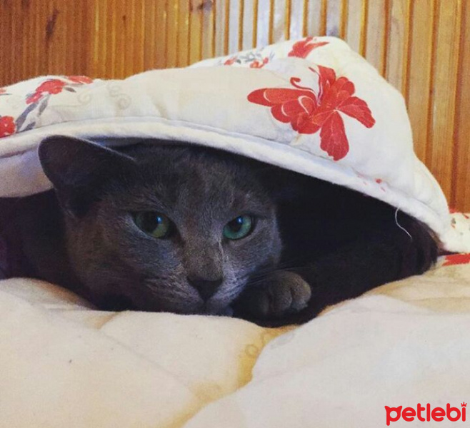 Mavi Rus, Kedi  Fitil fotoğrafı