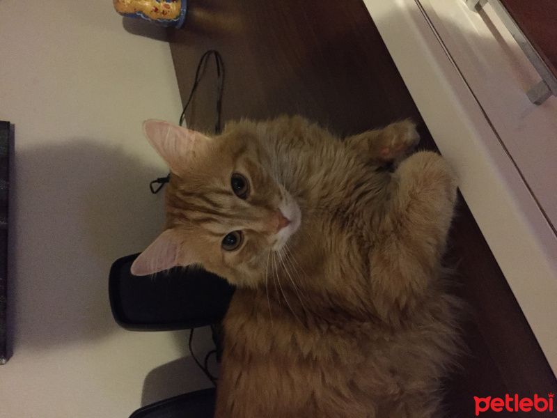 Tekir Kedi, Kedi  Feliks fotoğrafı