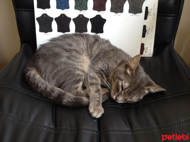 Abyssinian, Kedi  jorch fotoğrafı