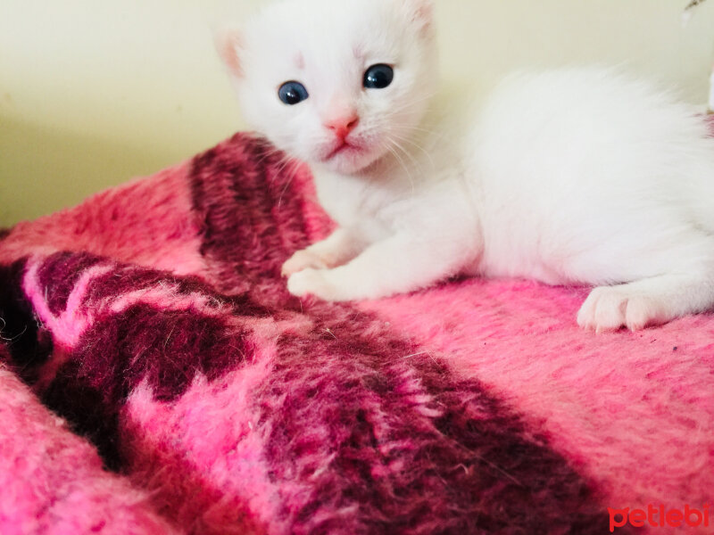 Van Kedisi, Kedi  Lucky fotoğrafı