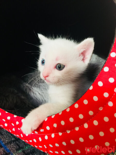 Van Kedisi, Kedi  Lucky fotoğrafı