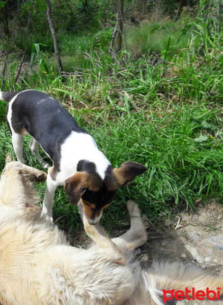 Beagle, Köpek  hektır fotoğrafı