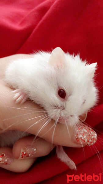 Hamster, Kemirgen  Ponçik fotoğrafı