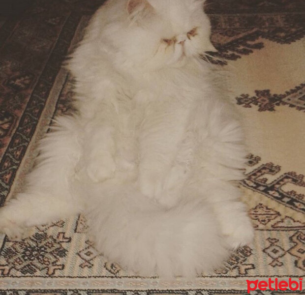 İran Kedisi (Persian), Kedi  Minnok fotoğrafı