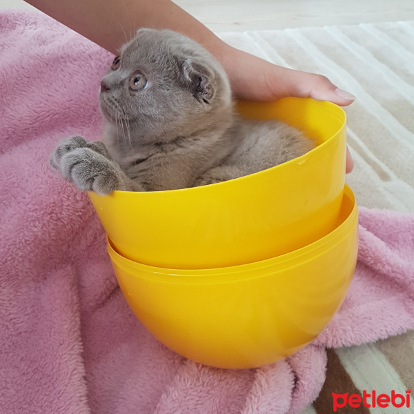 Scottish Fold, Kedi  puccini fotoğrafı
