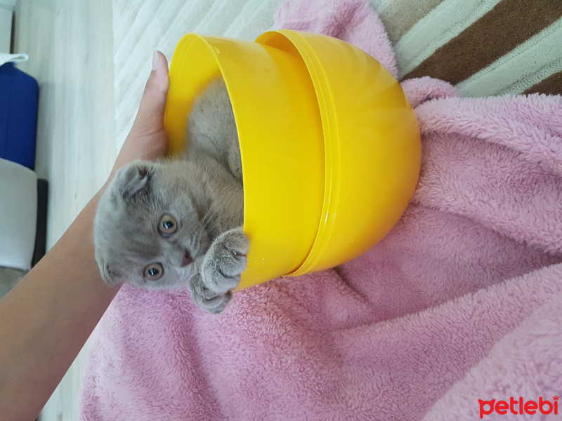Scottish Fold, Kedi  puccini fotoğrafı