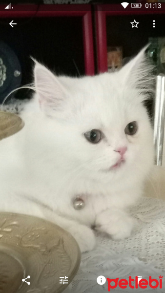 Chinchilla, Kedi  Prenses fotoğrafı