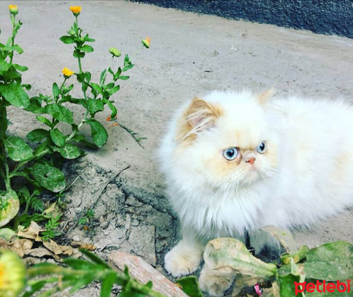 İran Kedisi (Persian), Kedi  VASVİYE fotoğrafı