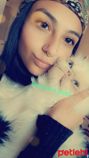 İran Kedisi (Persian), Kedi  VASVİYE fotoğrafı