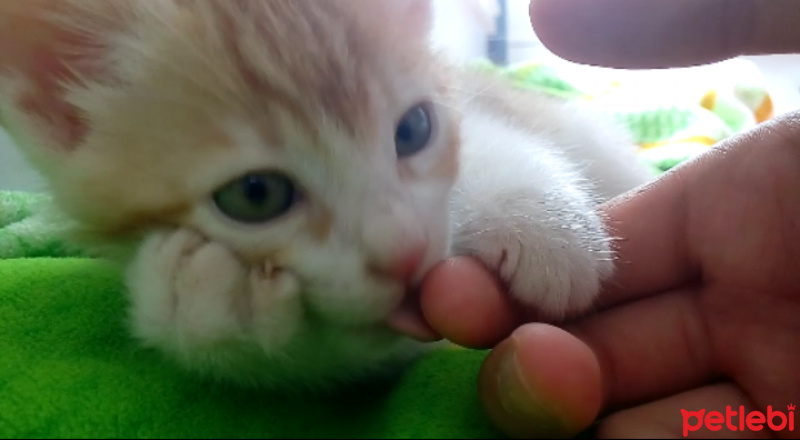 Tekir Kedi, Kedi  Karamel fotoğrafı