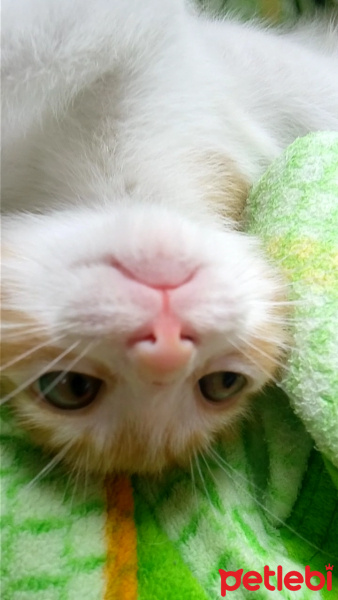 Tekir Kedi, Kedi  Karamel fotoğrafı