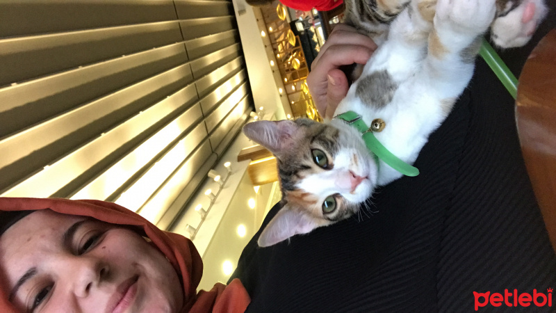 Tekir Kedi, Kedi  Zilli fotoğrafı